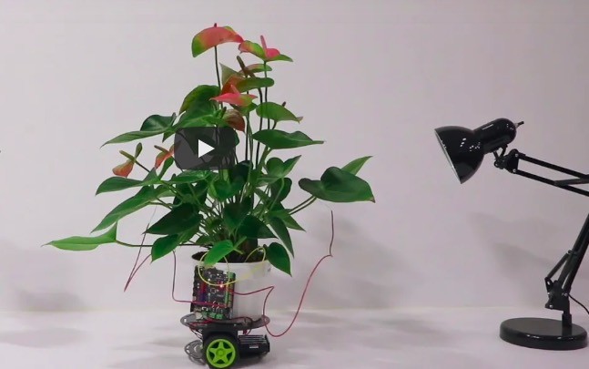 В MIT создали робота Elowan. Им управляют растения!